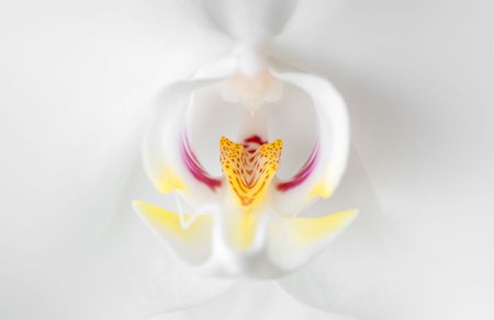 beautiful silky white orchid detail macro imageの写真素材