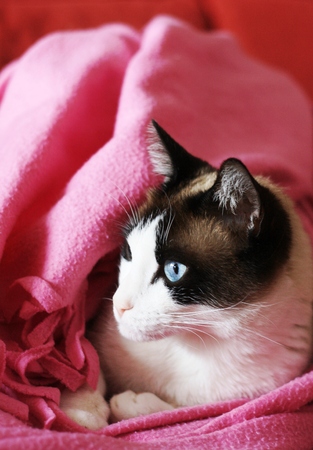 alert catの写真素材