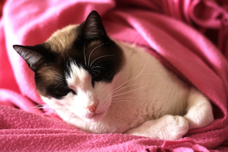 relaxed catの写真素材