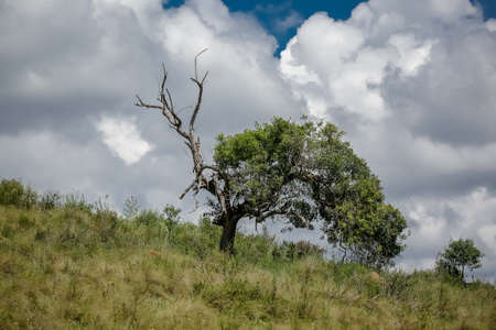 View of a mountain tree landscape.の写真素材
