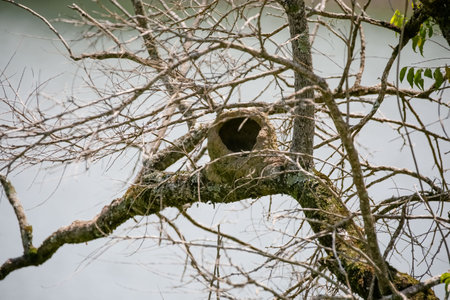 View of JoÃ£o de Clay's house in the tree.の写真素材