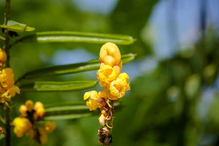 Beautiful yellow flower in the field. Autumn is coming.
