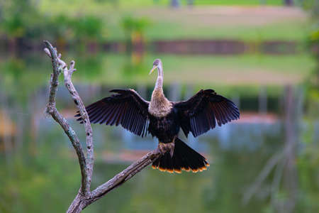 The biguatinga (Anhinga anhinga) is a water bird that attracts attention because of its black color and the tree in the lake.の写真素材