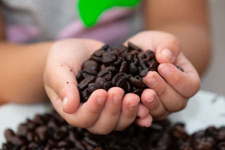 Coffee bean on the table straight from the farm beautiful and smelling.の写真素材