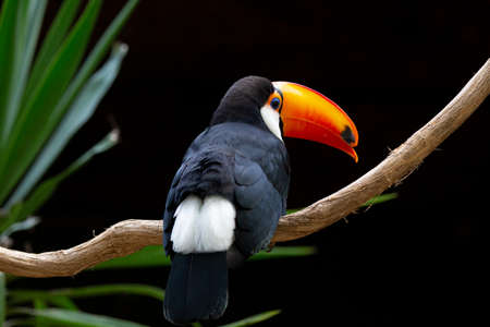 Toucan, Ramphastos toco, popularly known as tucanuÃ§u, tucanaÃ§u, tucan-grande, and toucan-boi,...
