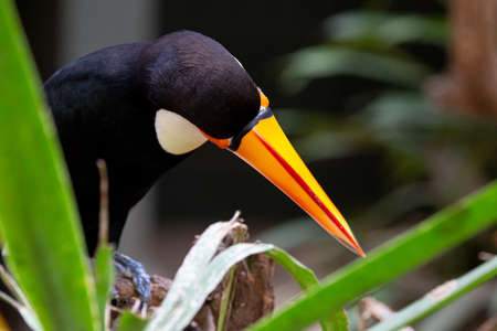 Toucan, Ramphastos toco, popularly known as tucanuÃ§u, tucanaÃ§u, tucan-grande, and toucan-boi,...