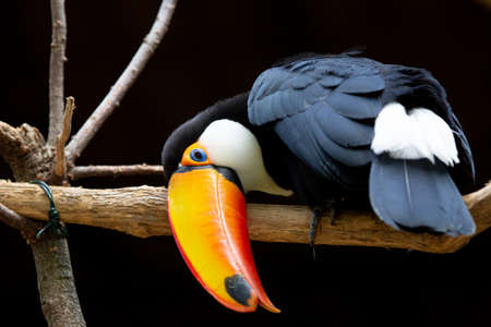 Toucan, Ramphastos toco, popularly known as tucanuÃ§u, tucanaÃ§u, tucan-grande, and toucan-boi, is a species of toucan and the largest representative of the family Ramphastidae.の写真素材