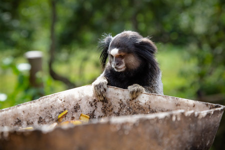 The black-tufted marmoset, star tamarin, or simply sagui is a species of New World monkey and genus...