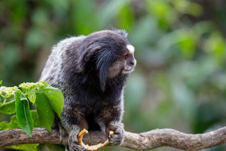 The black-tufted marmoset, star tamarin, or simply sagui is a species of New World monkey and genus Callithrix, of the Callitrichidae family. It is endemic to Brazil.の写真素材