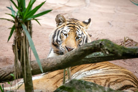 The Siberian tiger, also known as the Amur tiger, is one of 6 tiger populations that still exist. It...