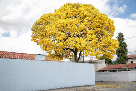 Beautiful yellow ipe in nature.の写真素材