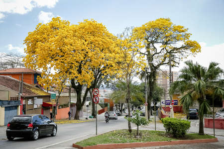 Beautiful yellow ipe in nature.