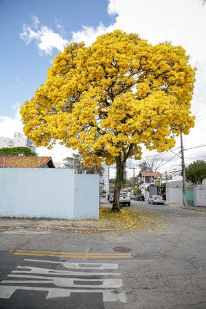 Beautiful yellow ipe in nature.