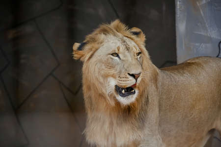 The lion [female: lioness] is a species of carnivorous mammal of the genus Panthera and the family...