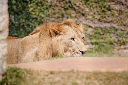 The lion [female: lioness] is a species of carnivorous mammal of the genus Panthera and the family Felidae. The species is currently found in sub-Saharan Africa and Asia.の写真素材