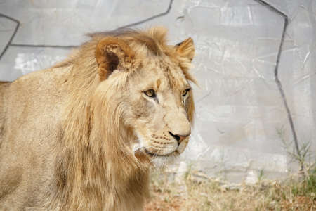 The lion [female: lioness] is a species of carnivorous mammal of the genus Panthera and the family Felidae. The species is currently found in sub-Saharan Africa and Asia.の写真素材