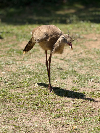 Red-crested rhea (Rhea rhea)