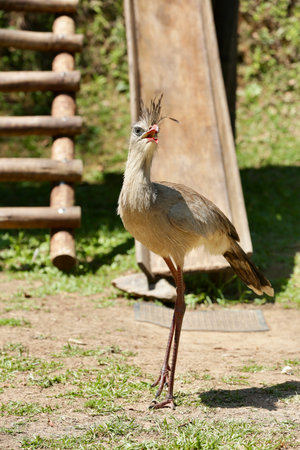 Bird in a zoo in Thailandの写真素材
