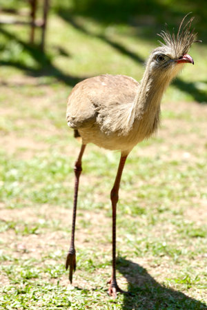 Crested crane (Crested crane) in the zooの写真素材