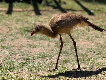 Red-crested saka or Red-crested saka