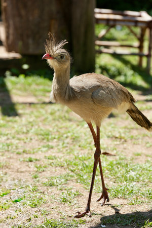 Portrait of a red-crested craneの写真素材