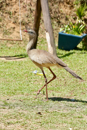 Red-crested Tachybaptus rufescensの写真素材