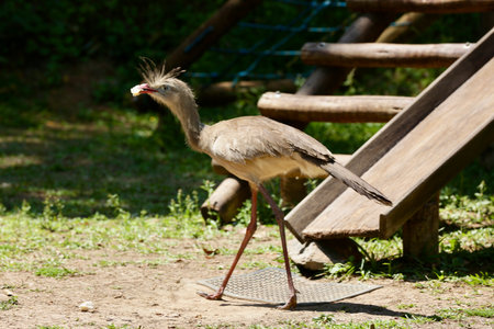 Portrait of a bird on a sunny day.の写真素材
