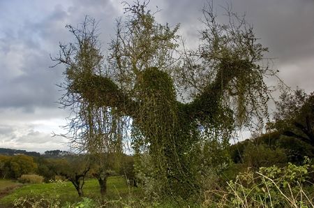Ghost tree