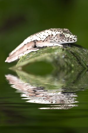 Hyla geographica juvenile from ecuador