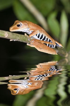 Hyla calcarata frog from ecuadorの写真素材