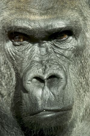 Gorilla in Lisbon zoo