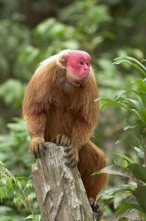 Red Uakari monkey, a very endangered species, Amazon rainforestの写真素材