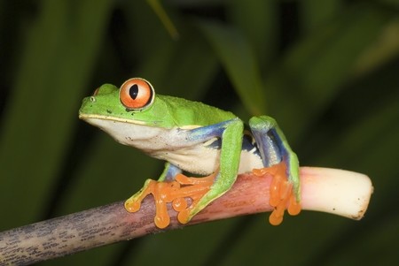Red Eye Tree Frog