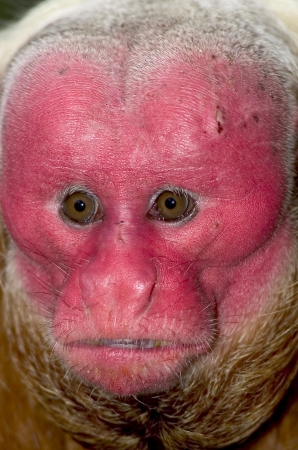 Red Uakari, a very endangered species, in Amazon rainforestの写真素材