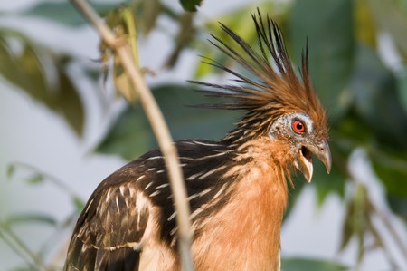 Hoatzin bird from Ecuador