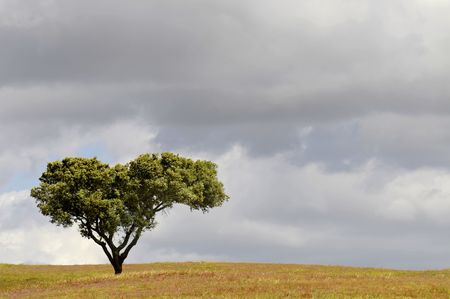 Tree isolated against the sky in a green fieldの写真素材