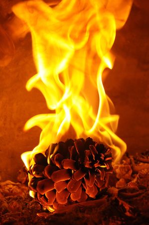 Burning pineの写真素材