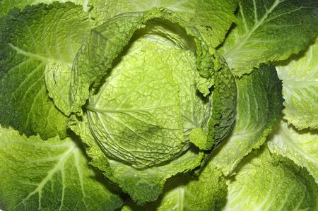 Beautiful green cabbage leaves detail