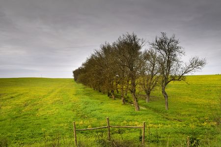 Tree in al green field with a moody skyの写真素材