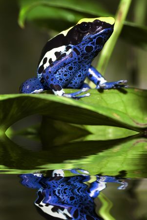 Poison dart frog, Dendrobates tinctorius with reflectionの写真素材