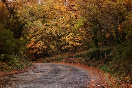 GerÃªs N. P. Portugal in beautiful Autumn colorsの写真素材