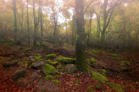 GerÃªs N. P. Portugal in beautiful Autumn colorsの写真素材