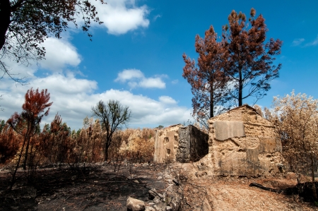 Burned forest after a huge fire in Portugalの写真素材