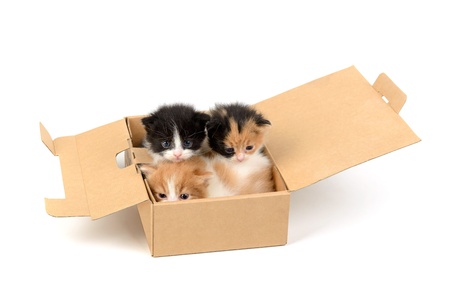 Lovely kittens inside a cardboard box isolated in whiteの写真素材