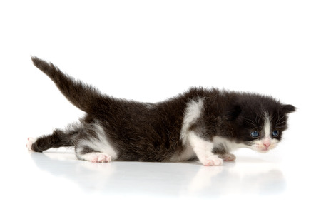 Baby kitten isolated in whiteの写真素材