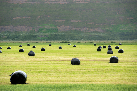 Large field with hay wrapped in protective plastic in Icelandの写真素材