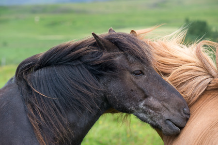 Icelandic horses in a very common windy dayの写真素材