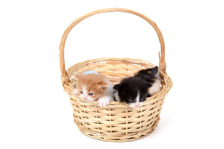 Lovely kittens inside a basket isolated in whiteの写真素材