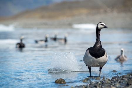 Barnacle goose, Branta leucopsis-Jokulsarlon,Icelandの写真素材