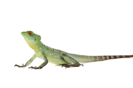 Baby green basilisk isolated in a white backgroundの写真素材
